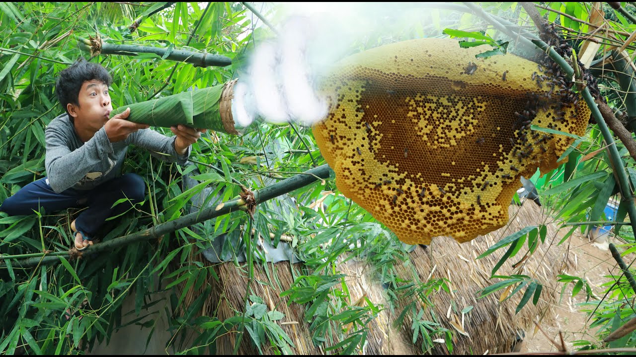 Wow Sweet honey mouth watering -  Wow weird Take the bees use smoke