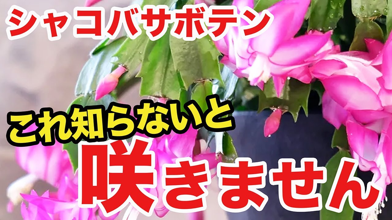 【ガーデニング】失敗しにくいシャコバサボテンの育て方と管理方法