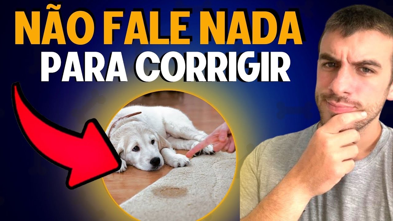 Como Corrigir Um Cachorro Que Se Comporta Mal