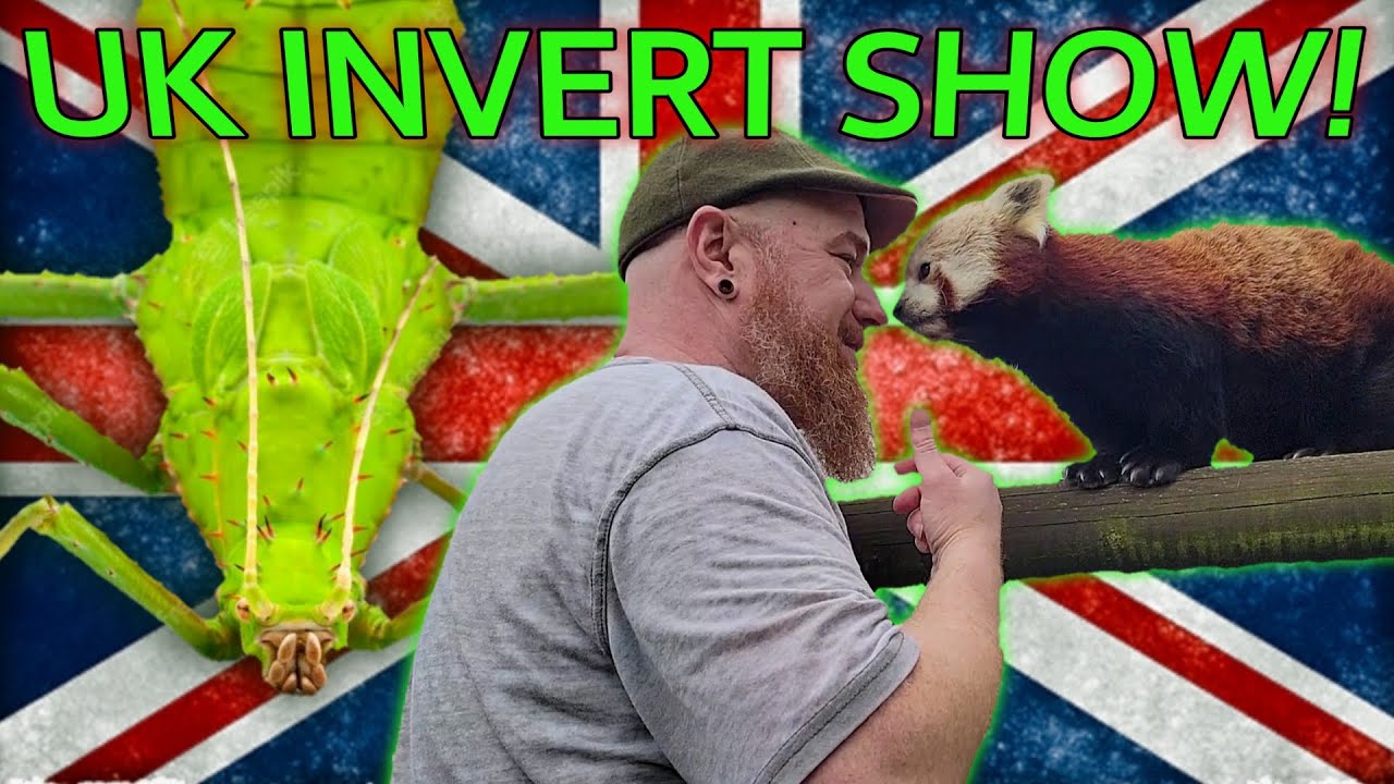 An American Tarantula Keeper in London - Capital Invert Show!