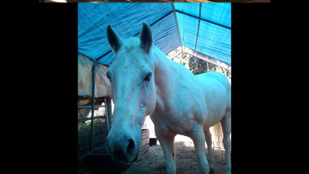 Second Chances- A Reason To Live, Goodbye Comet