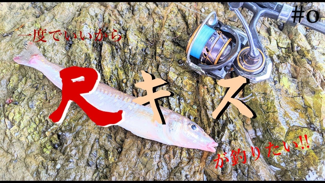 【久しぶりにキス釣りしたら、28cm釣れた。】一度でいいから尺キスが釣りたい!!#0【キス釣り】