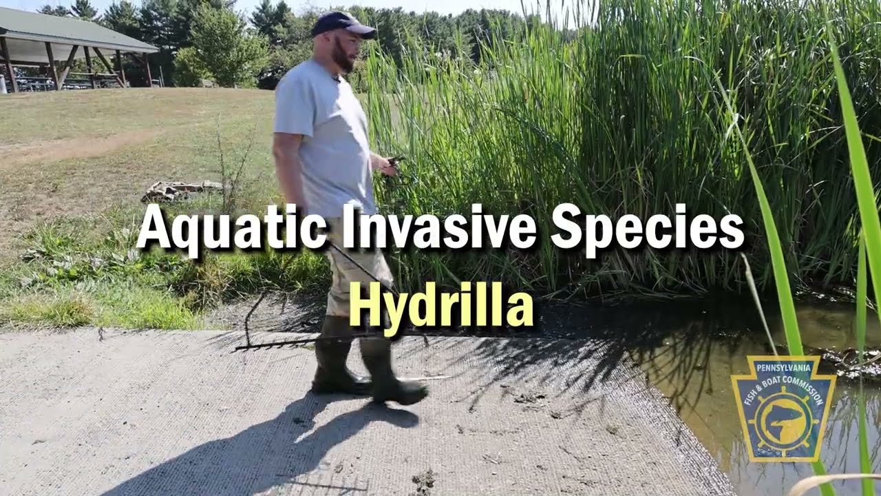 Aquatic Invasive Species in Pennsylvania: Hydrilla