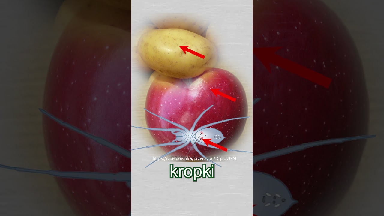 Jak oddycha brzoza?! Kora pod mikroskopem!