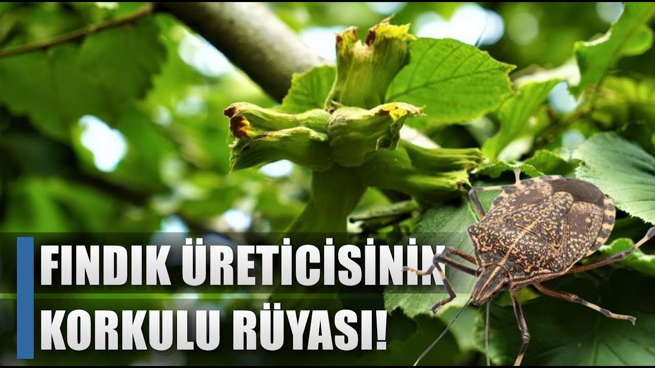 Fındık Bahçelerinin En Büyük Düşmanı! Zararı Çok Büyük / AGRO TV HABER