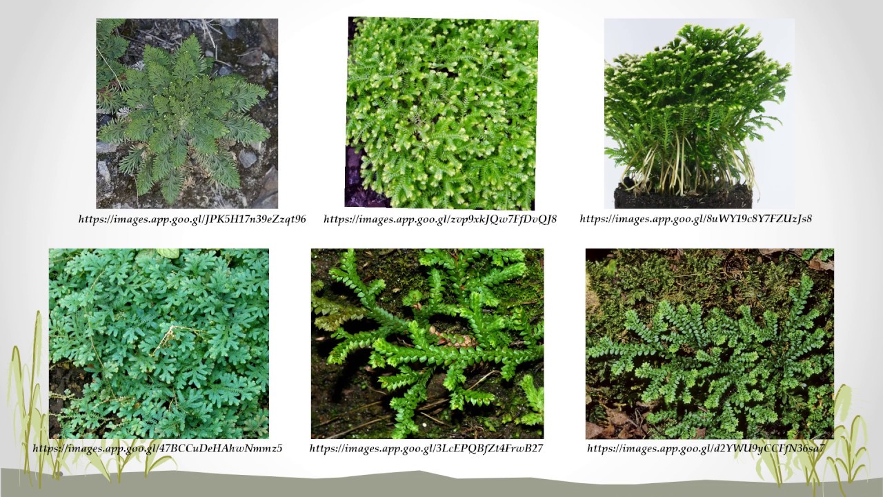 Género Selaginella