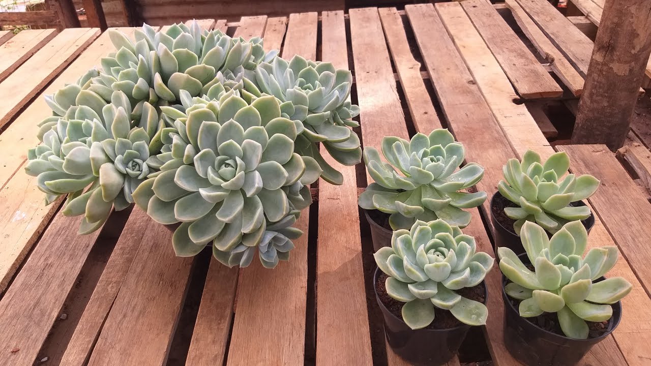 Diferença entre Graptoveria Fantome e Echeveria White Gilva