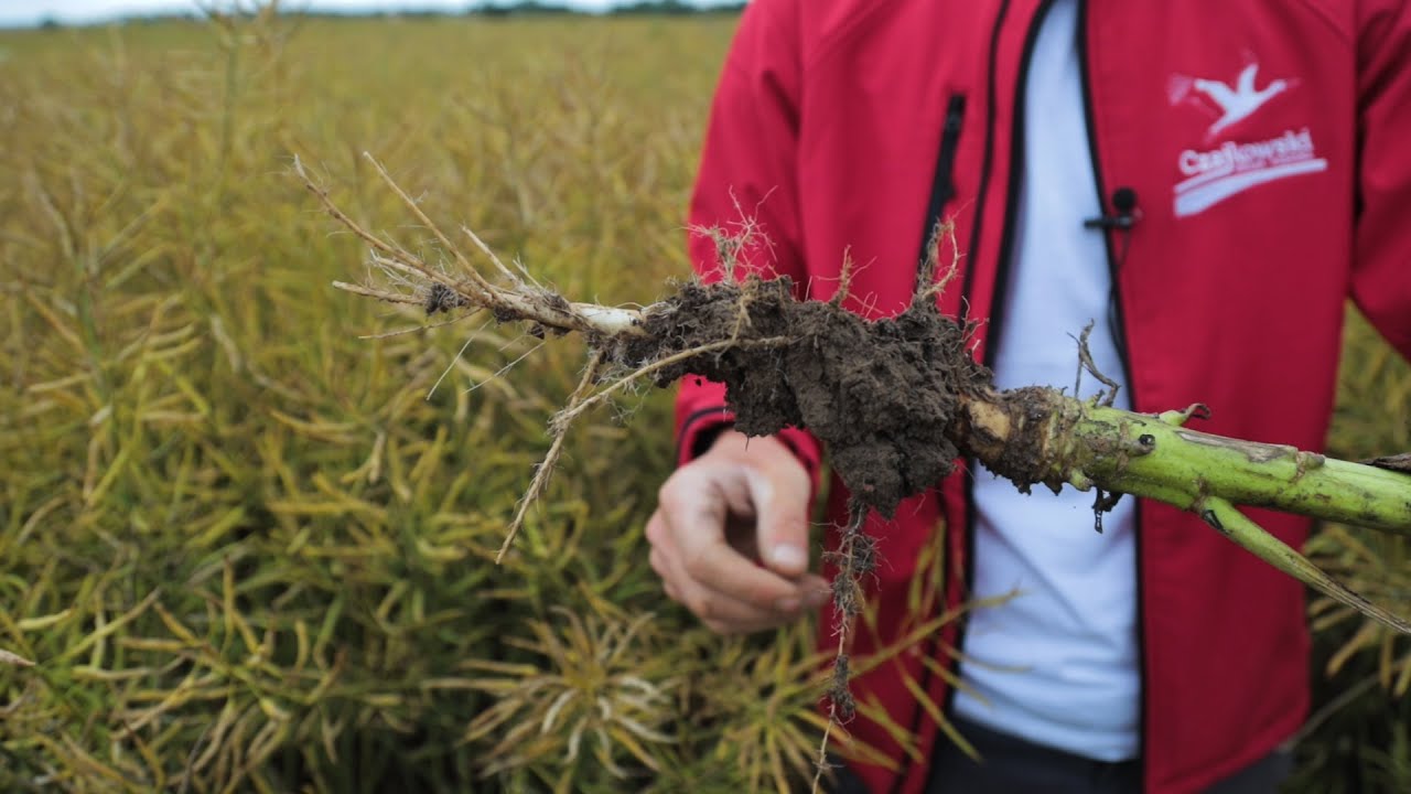 Uprawa pasowa w technologii Czajkowski ST - Dni Pola On-line
