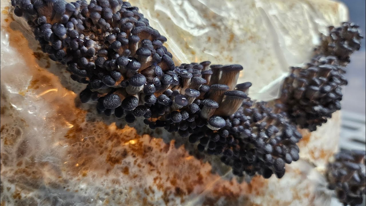 MOSSY CREEK BS26 BLUE OYSTER, Apex Genetics Showdown