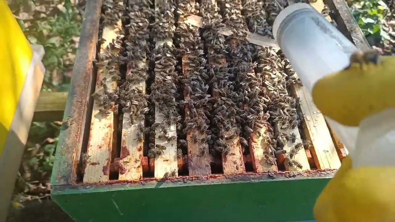 Am făcut tratament la albine cu oxalic picurat.... fortza MER 😉