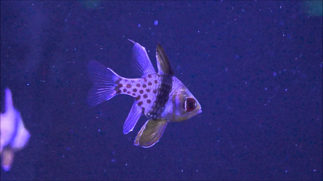 Pajama Cardinals at Elite Reef of Denver, Colorado