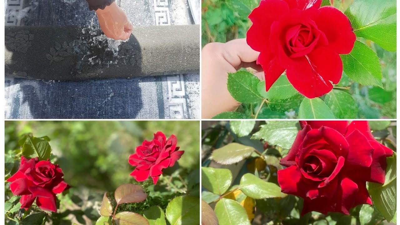 مساء الخير والعافية  روتين تحفيزي🤗 بعد الانقطاع غسل الافراشات غسل البيت صار يلمع رابط العمل بل وصف 👇