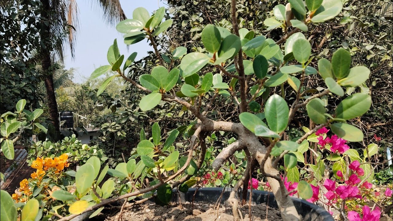 একটি গাছ থেকে তিনটি বনসাই তৈরি /How to create ficus microcarpha bonsai 