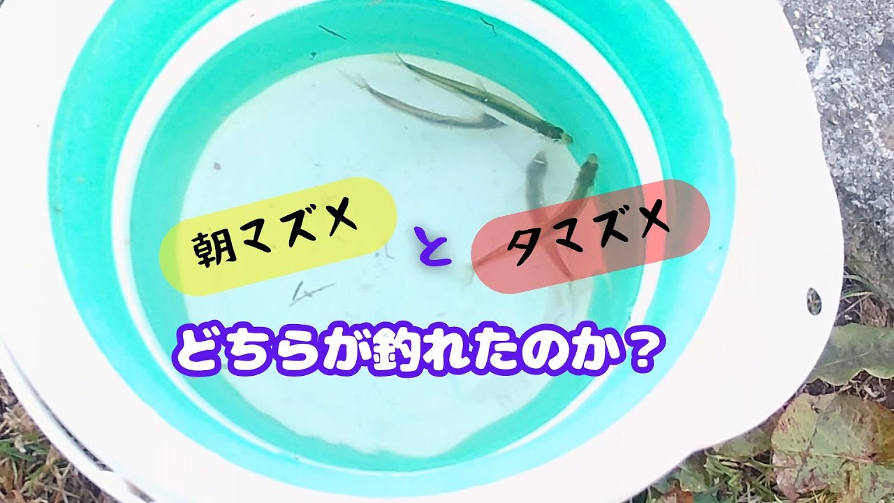 陸っぱりワカサギ釣り【諏訪湖・釜口水門】