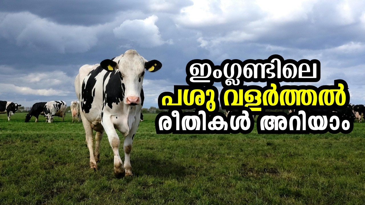 ഇംഗ്ലണ്ടിലെ പശു വളർത്തൽ രീതികൾ അറിയാം   | Dairy Farm in England  |  AviyalStories ​