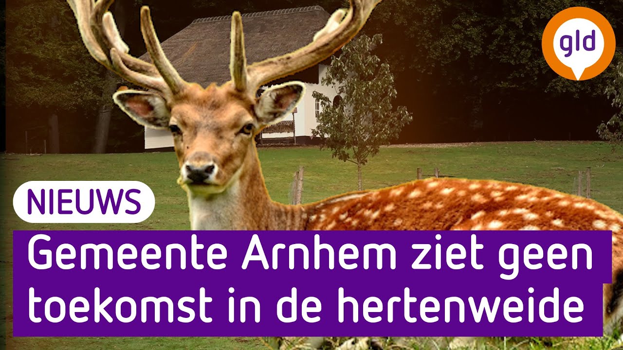 Moeten de damherten weg uit Park Sonsbeek?