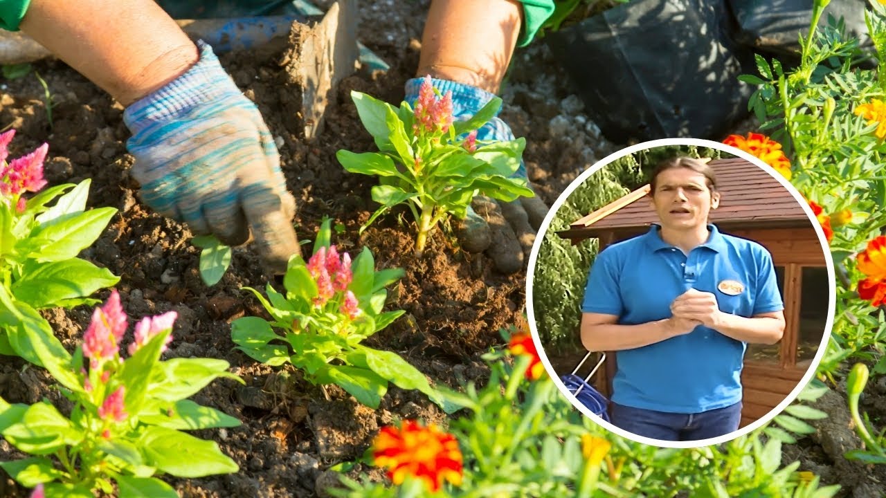 Cómo hacer una siembra perfecta en tu huerto ornamental 🌱 ¡Paso a paso y sin complicaciones!