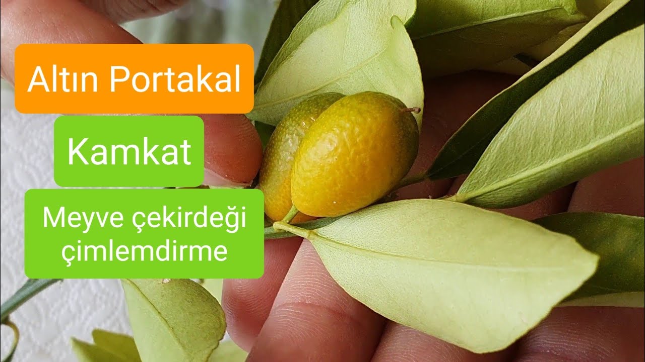 Altın Portakal Kamkat Çekirdeği Çimlendirme