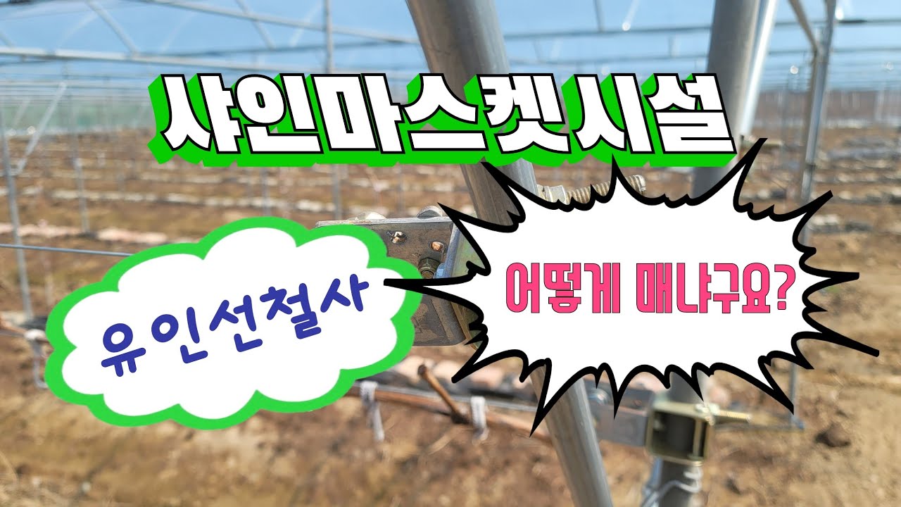 샤인머스켓 시설하기 유인줄편