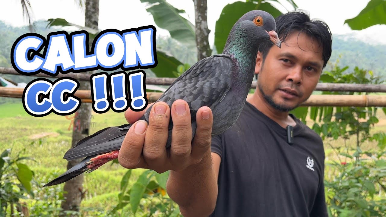 MERPATI CALON 5378cc, KENCENG ?