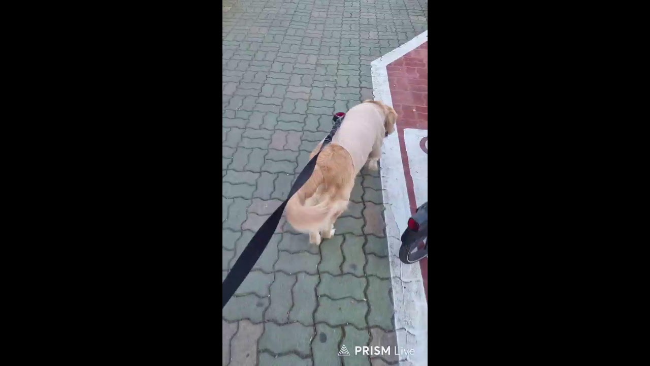 수산이와밀크가족 라이브 방송