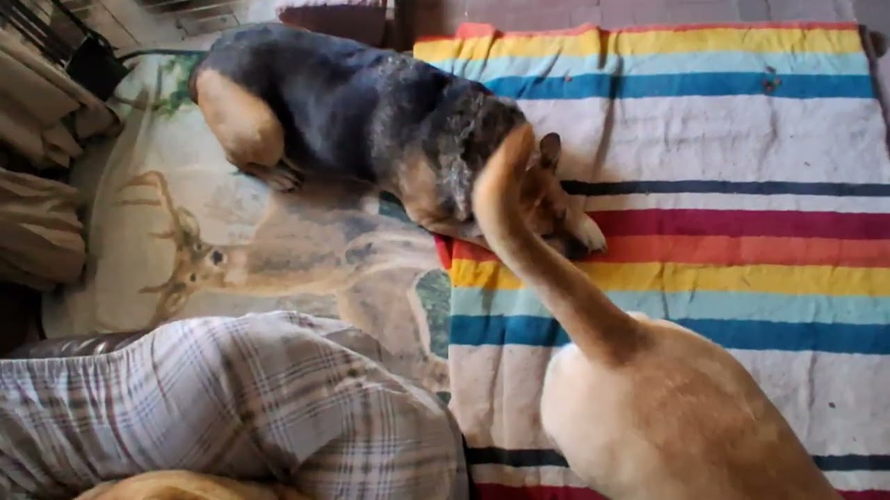 Cartoons and dogs!!! What more can a man ask for? 