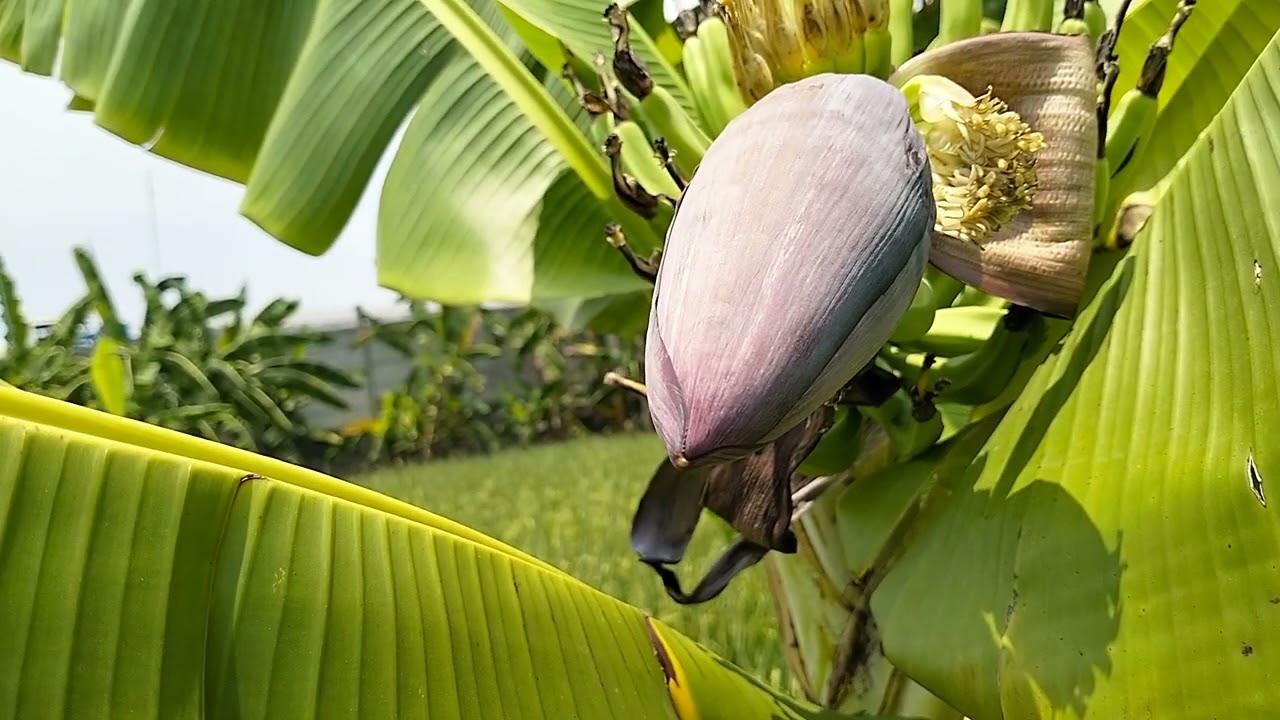 Pisang talas kalimantan akhirnya montong