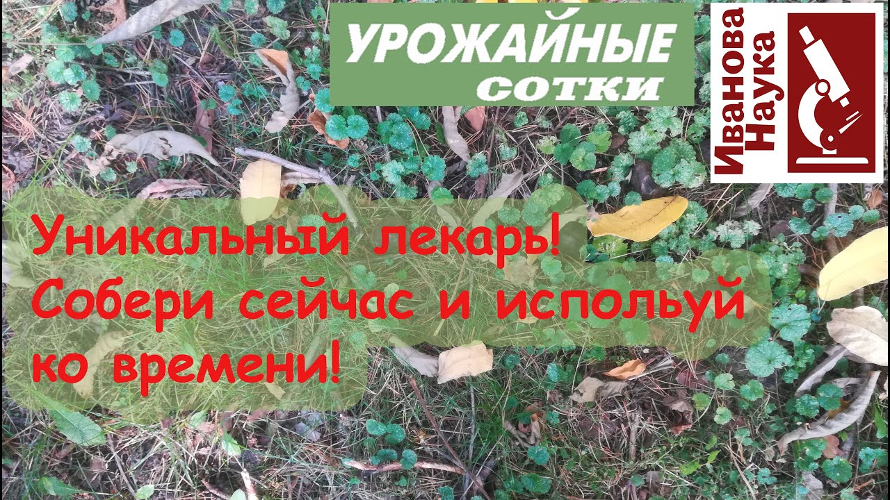 От всех болезней! Сделайте это СЕЙЧАС, чтобы больше не беспокоиться о БОЛЕЗНЯХ! Галловая настойка.