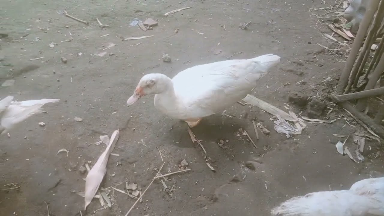 MUSCOVY DUCK