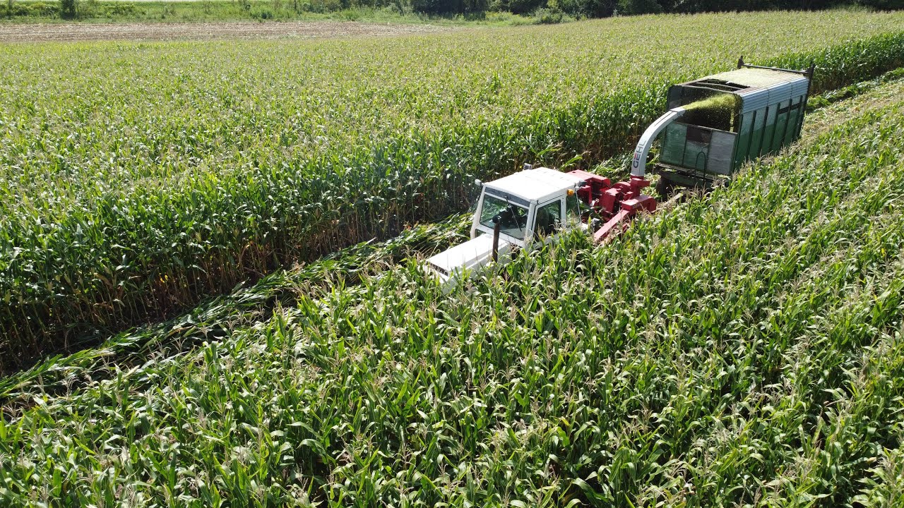 2590 running over corn.  Chopping day 2.  #corn #farm