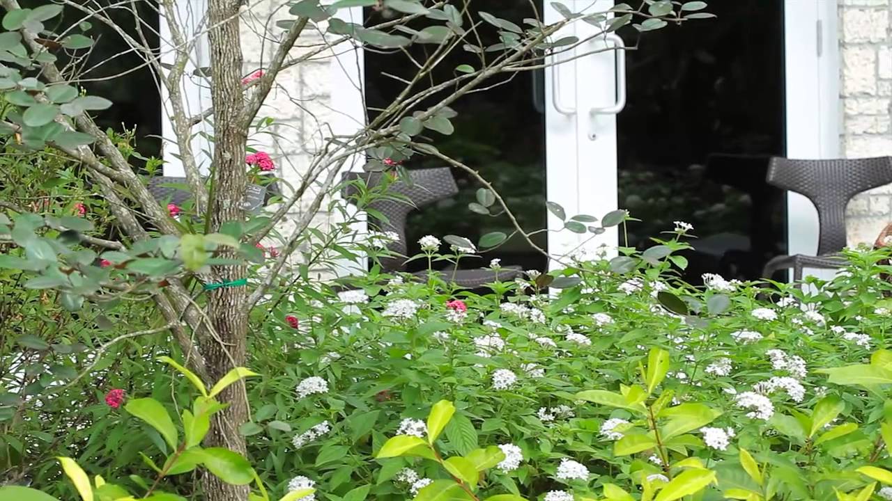 Fairchild's Wings of the Tropics