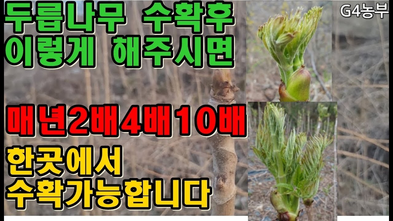 두릅나무 음나무 수확후 이렇게 해주시면 2배4배10배 내년에 수확가능합니다#엄나무재배방법 #두릅나무재배 #두릅가지치기 #음나무재배방법 #두릅키우기 #엄나무키우기