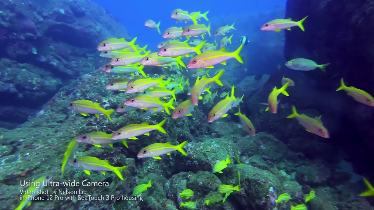 IPhone 12 Pro underwater test. A great leap of smartphone underwater image...