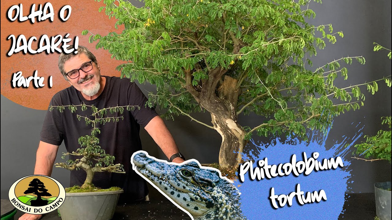 Phitecolobium tortum. OLHA O JACARÉ! - Parte 1
