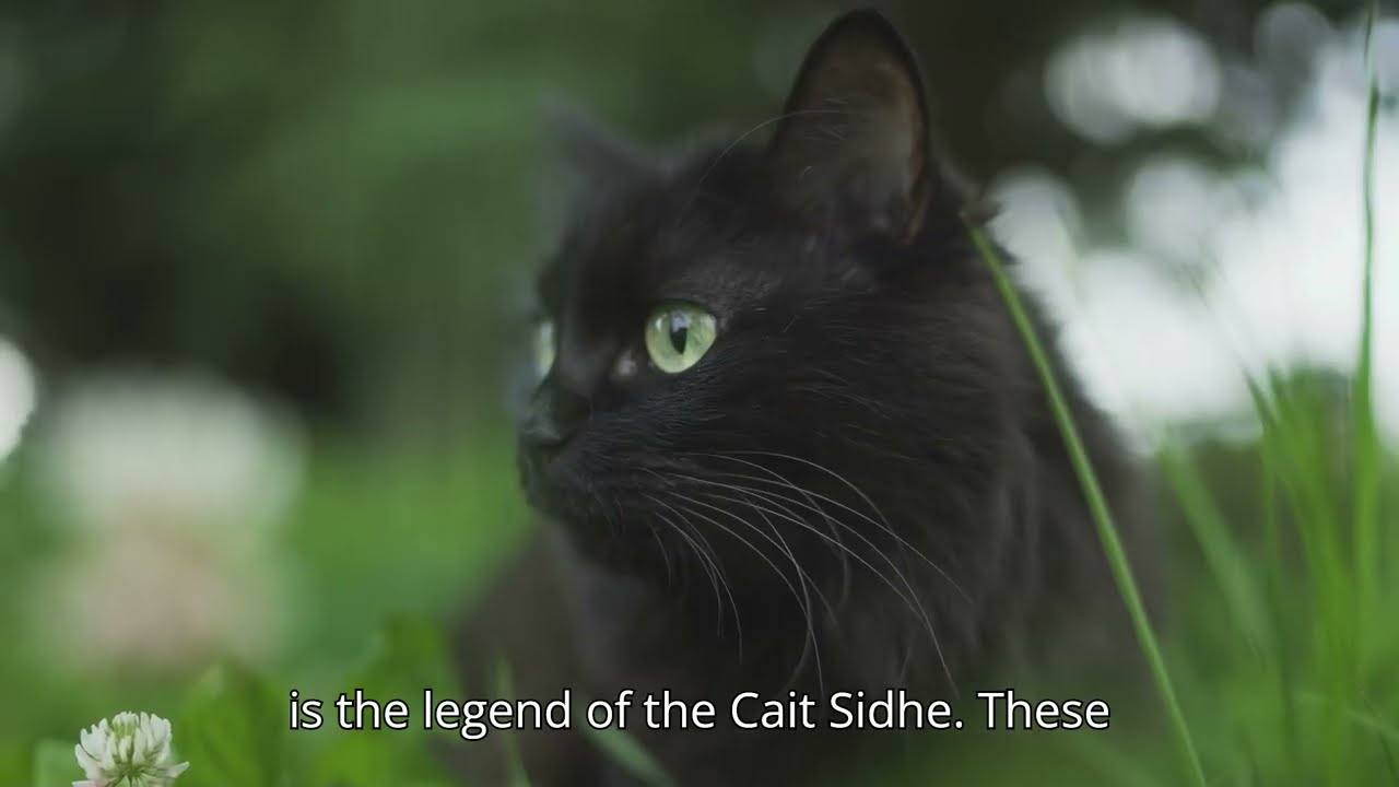Cait Sidhe: The Enchanting Fairy Cats of Ireland