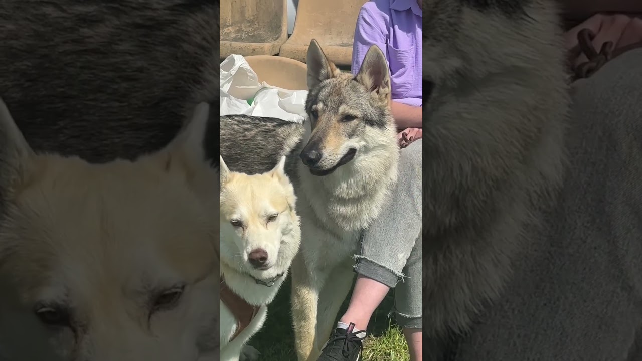 Вовк, Влчак, Вовкособ, Чеський Влчак #вовчак #влчак #wolfdog #ulvehund #хаски #лайка
