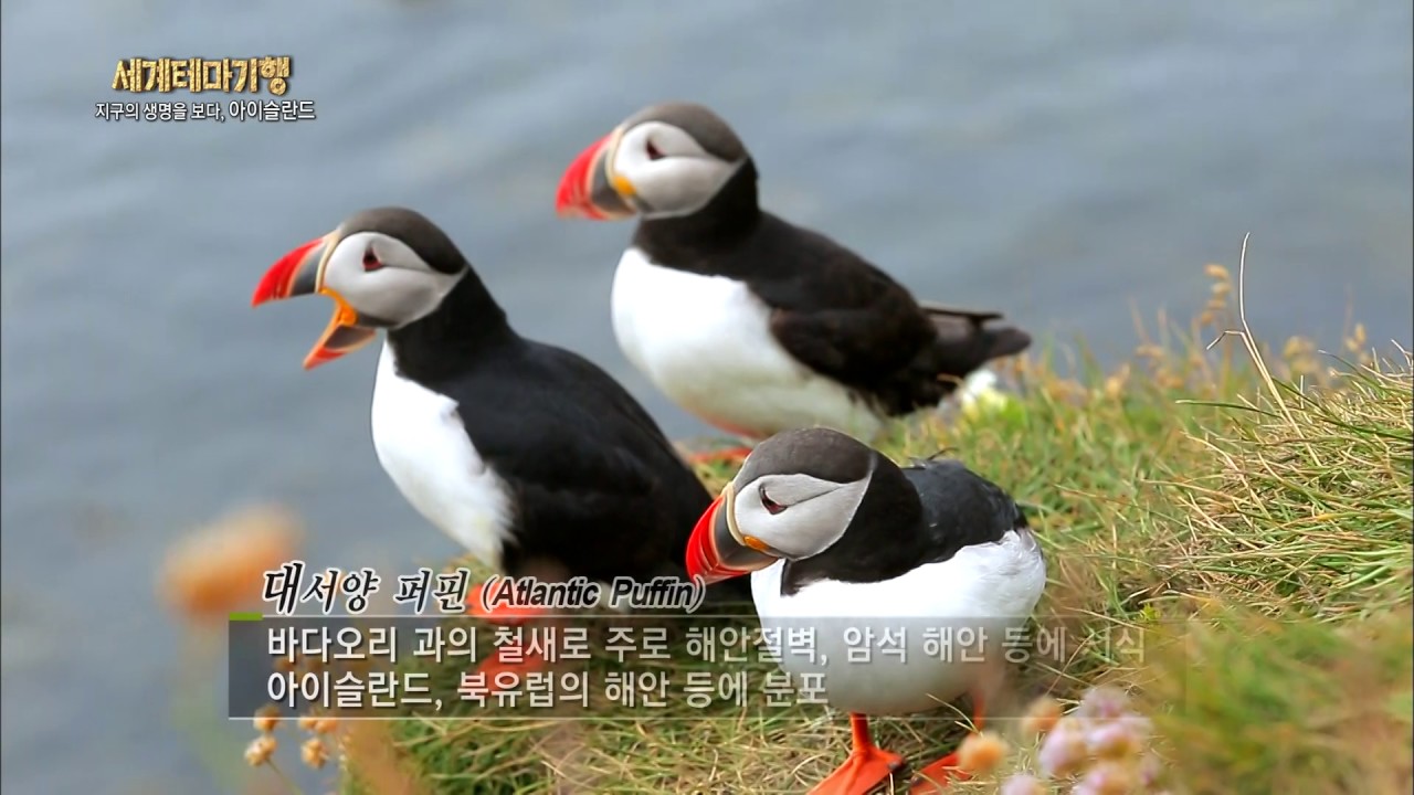 해안절벽에 둥지를 틀고 삼삼오오 모여 있는 대서양 퍼핀