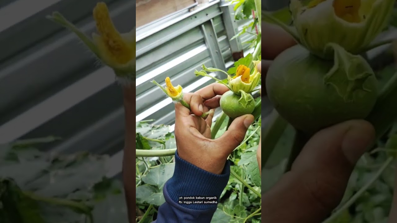 begini cara mengawinkan labu kuning #kebunorganik #familyvlog #dailyvlog #gardening
