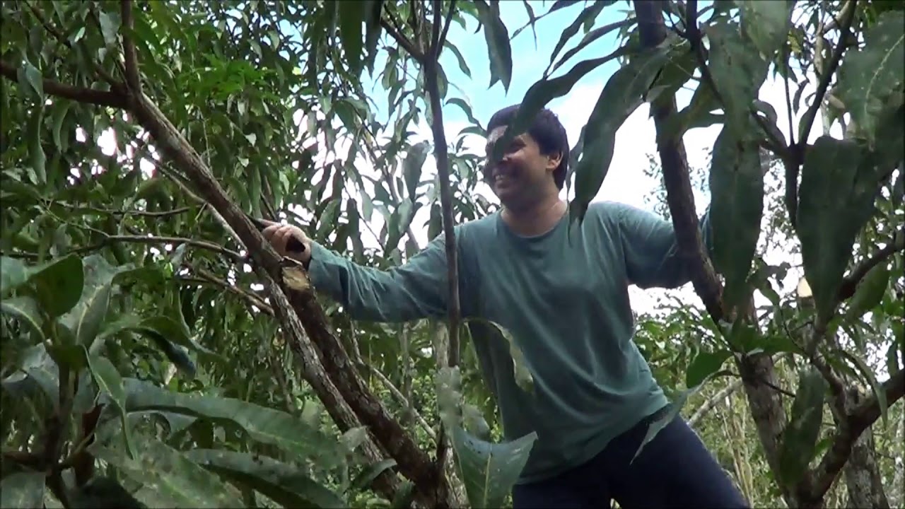 623 ) –  3° PARTE DA PODA DA MANGUEIRA   ( CHÁCARA DA PATRIGIA )  EM ITARIRI - SP    1146a