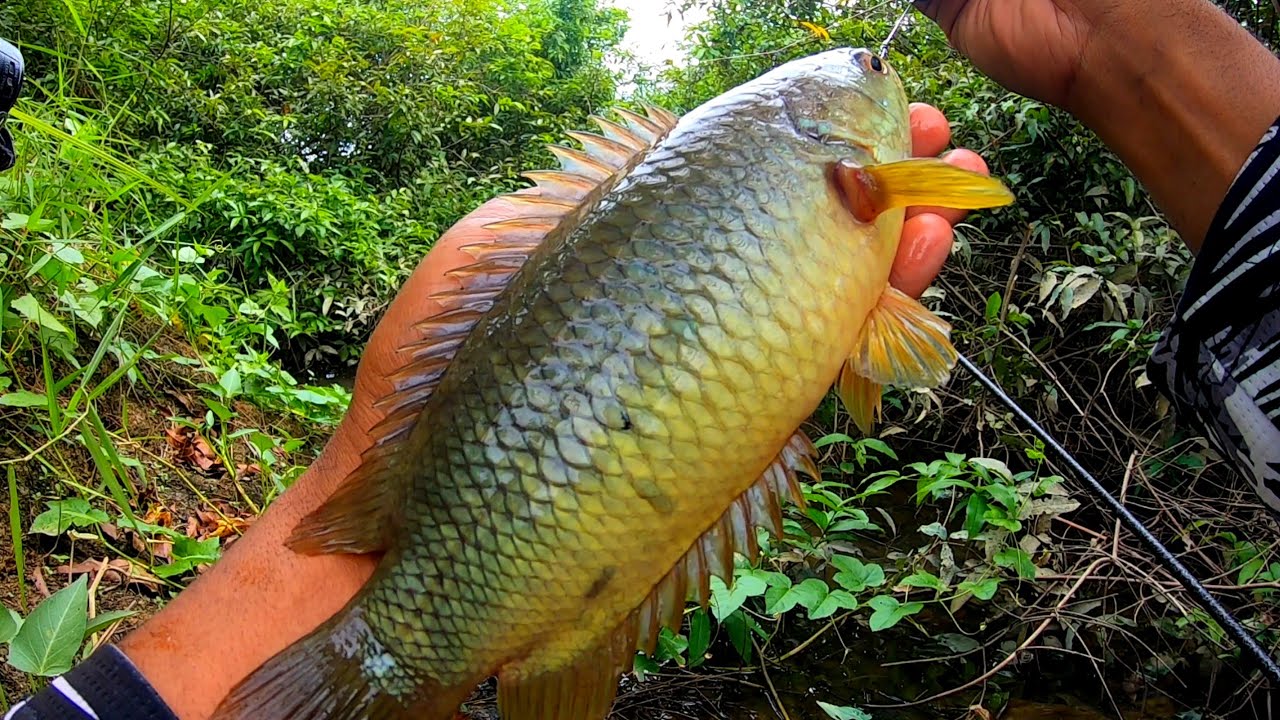 Gila...! Spot yang di tutupi tumbuhan air tempat ikan betok monster mengintai umpanku