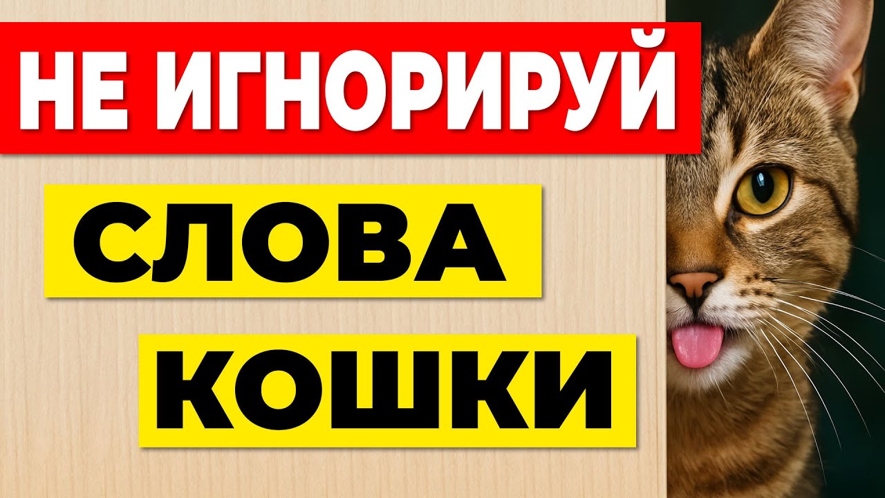 8 фраз, которые кошка “говорит” тебе каждый день —  а ты не замечаешь!