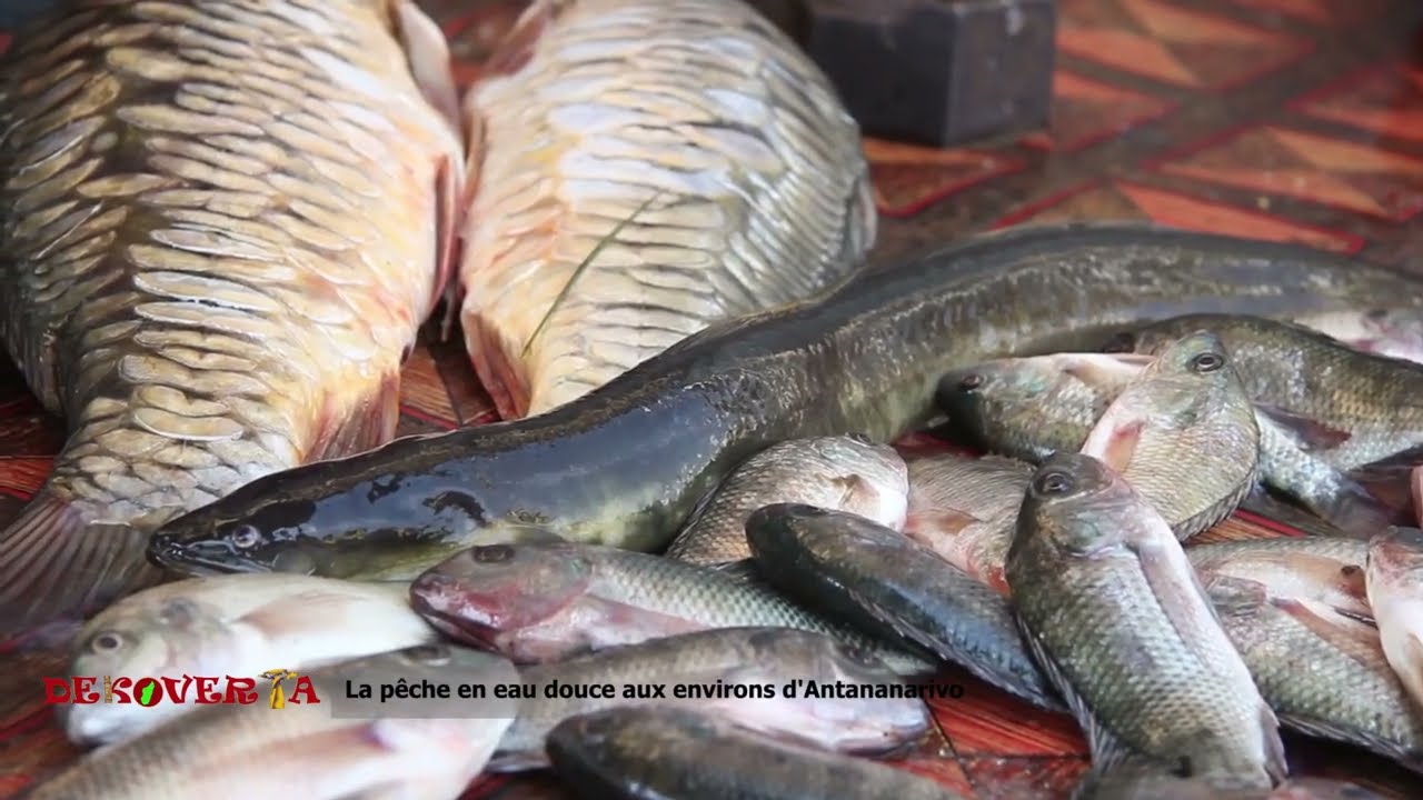 La pêche en eau douce à MADGASCAR - KANAL AUSTRAL.TV