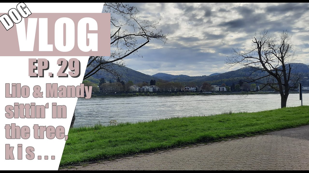 Fifi's Vlog EP29 | It's a DOG Vlog, again