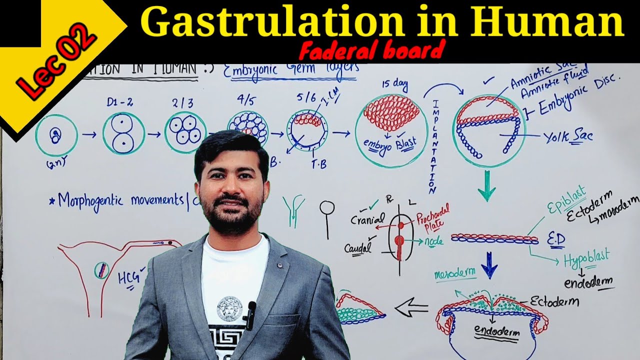 Gastrulation Embryology || Gastrulation in Human class 12 by Irtisams Biology