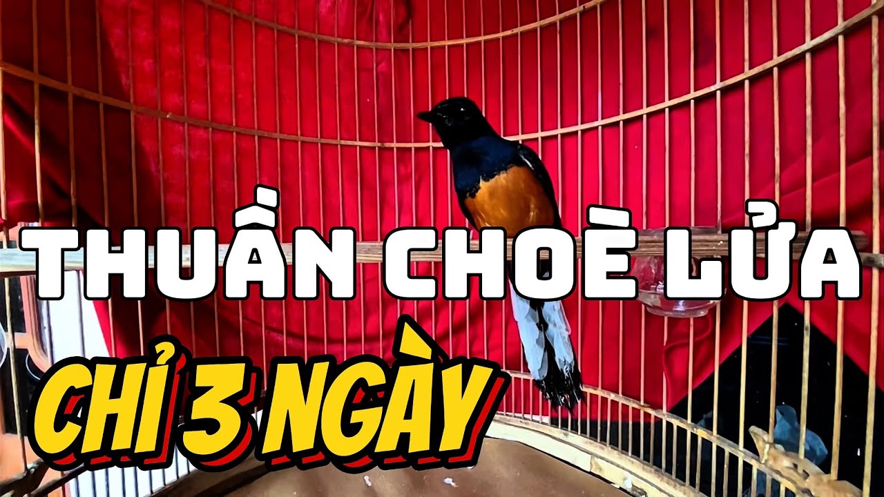 Thuần dưỡng Choè Lửa chỉ 3 ngày rất hiệu quả