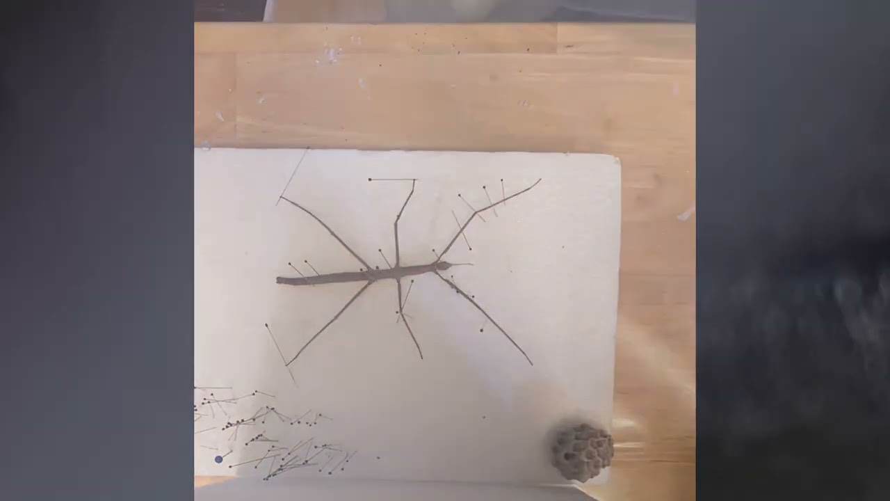 Pinning a Stick bug (4th period teachers pet) plus some updates