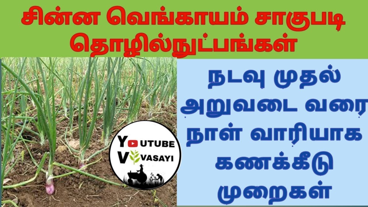 Small Onion Crop Production Technology | Day to day Action till harvest