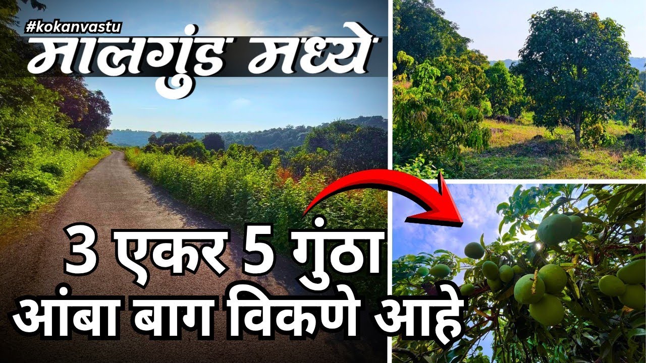 मालगुंड मध्ये 3 एकर आंबा बाग विकणे आहे !