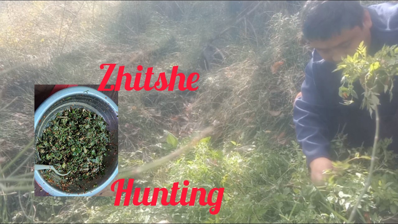 Bringing back village memories (collecting ZHIMTSHE a famous sharchop EAZY)
