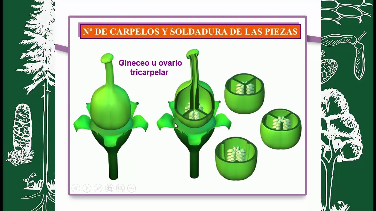 BOTÁNICA MORFOLÓGICA (FLOR) GINECEO